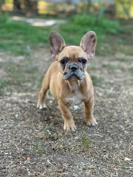 bulldog francez fetita