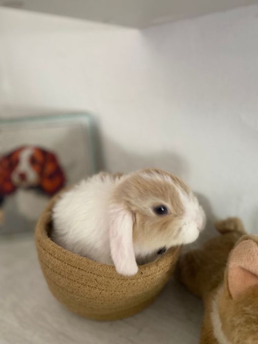 Продам декоративный кролик