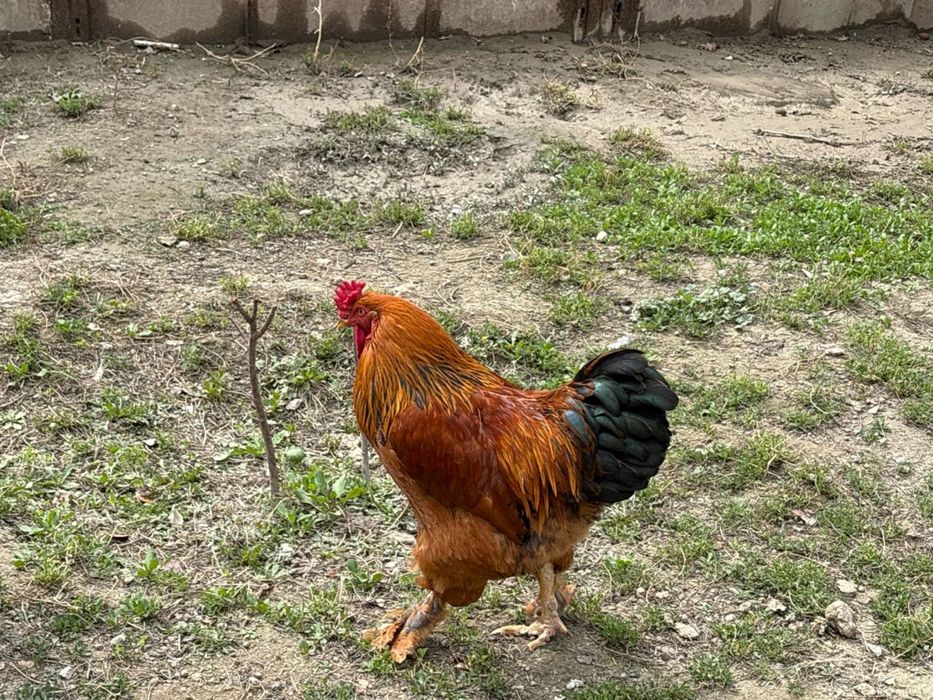 Хонаги товуклар ва хурозлар