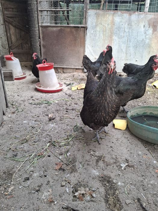 Australorp cauta altă casă. Gaini 2025.