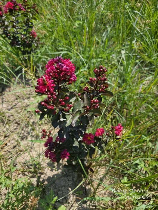 Индийский сирень 3хил сорти сотувда