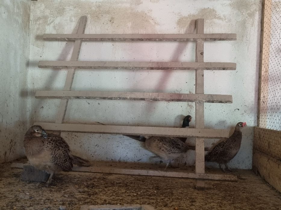 Fazani comuni si 2 tenebros