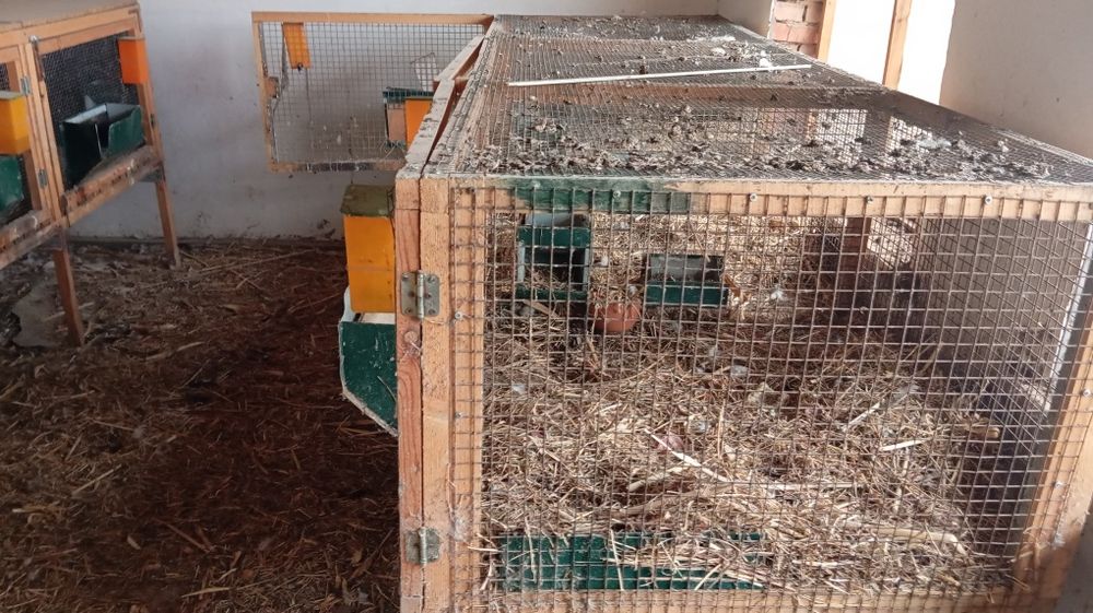 Вольер сотилади куен ва товук учун