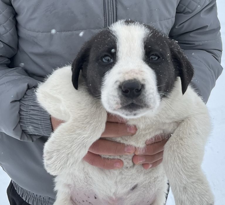 Төбет күшік сатылады еркек