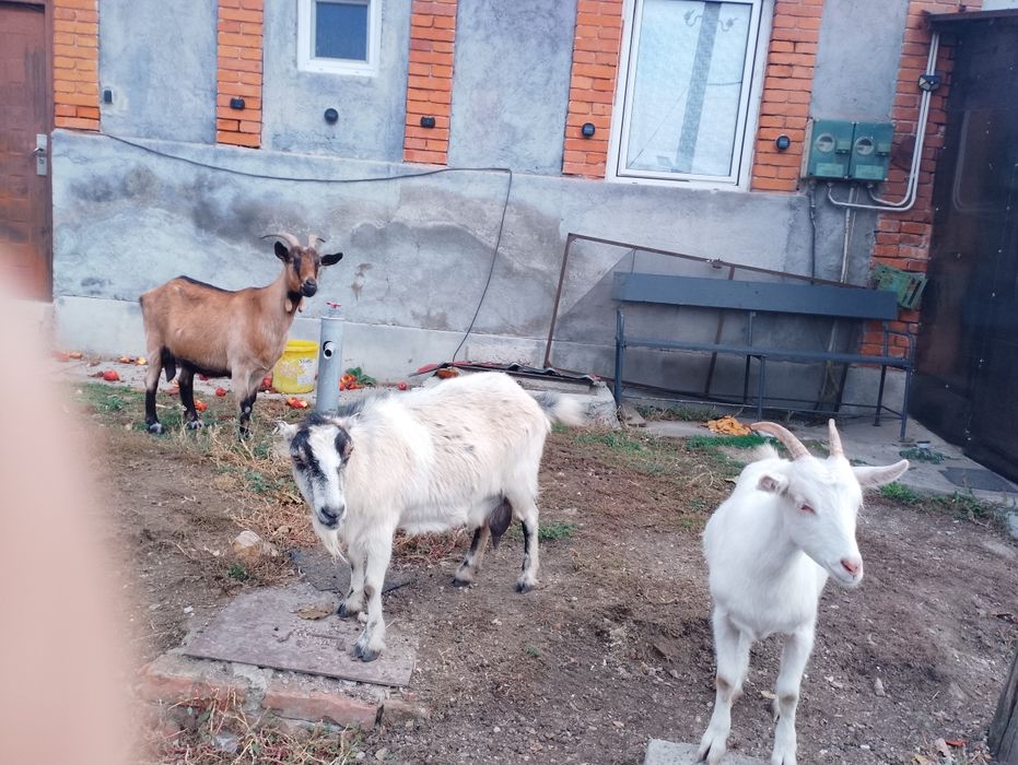 Vând capre rasa carpatină