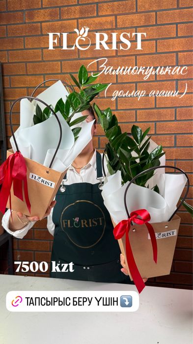 Комнатные цветы кульсары