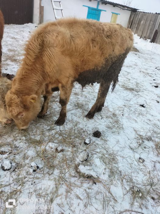 Продам 2телки 2 бычка