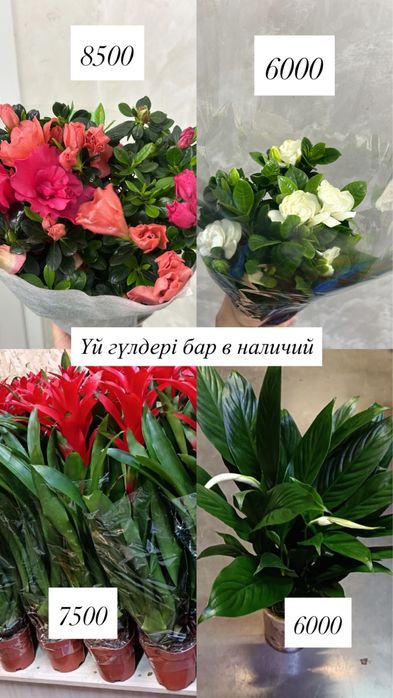 Цветы    домашние