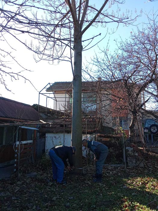продавам дърво пауловния