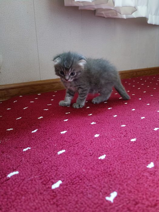 Котята веслоушки