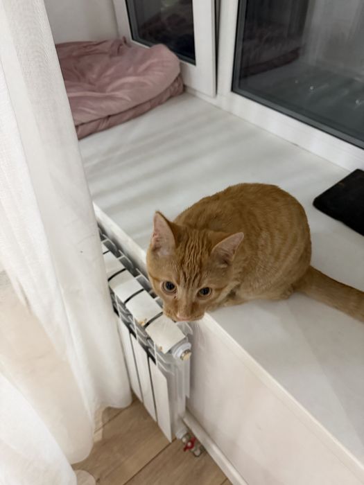 Отдадим кошечку в хорошее руки
