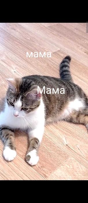 Котята Скотиш Фолд