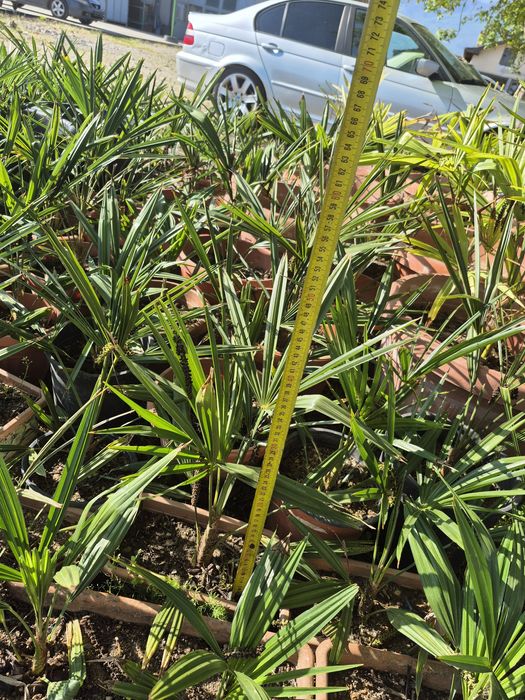 Продавам Студоустойчиви палми Трахикарпус.