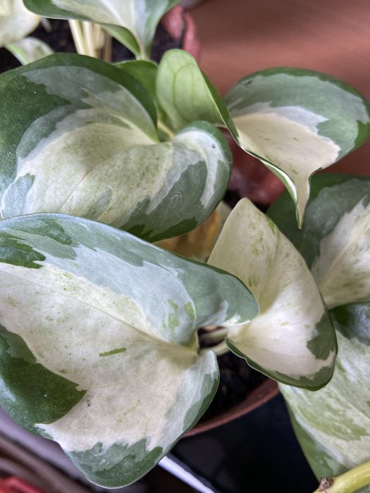 Продам  вьющиеся сортовые сциндапсусы(3вида)