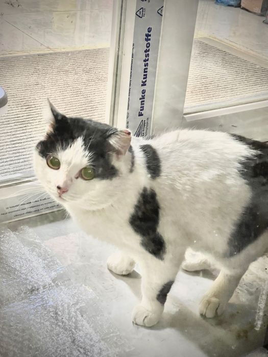 Ищем кошечкам дом