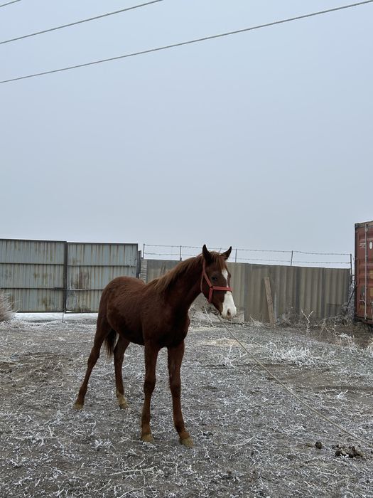 Anglo Arab -еркек