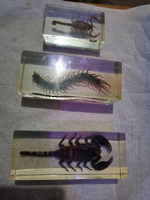 Insectar turnat, scorpion-2buc  si un miriapod