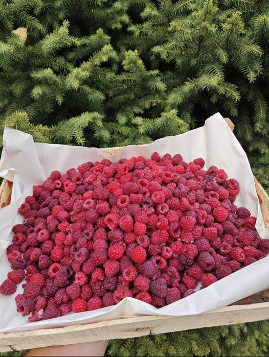 Саженцы малины маравилла