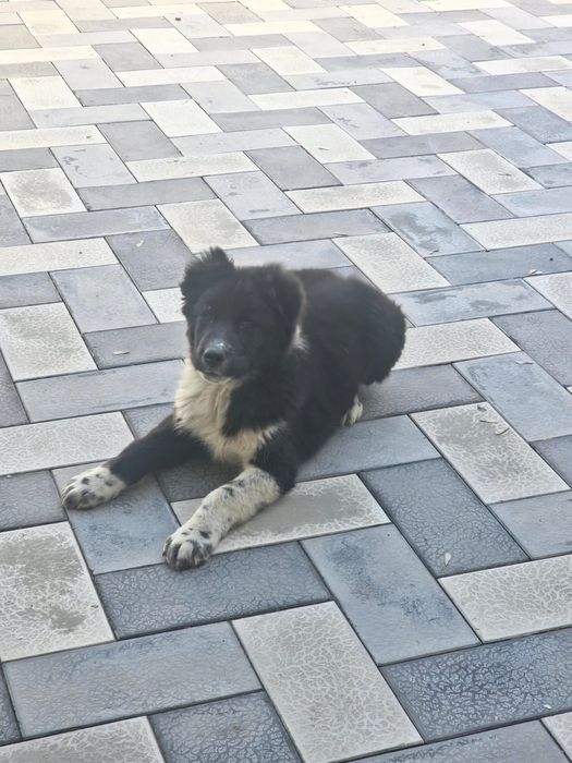 Порода тобет продам срочноооо