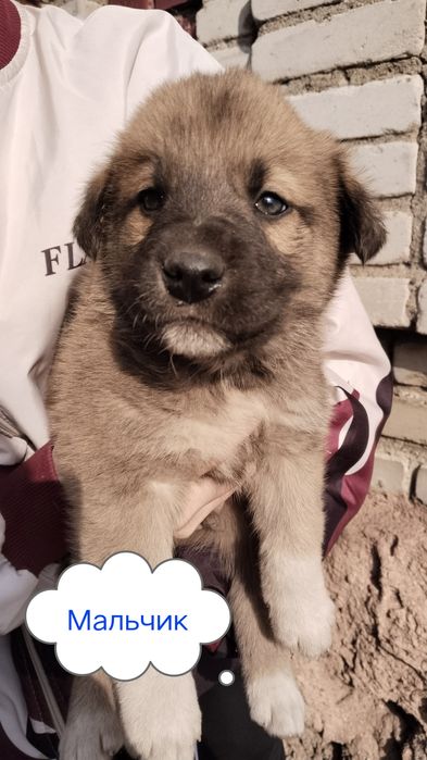 Щенки от крупной собаки