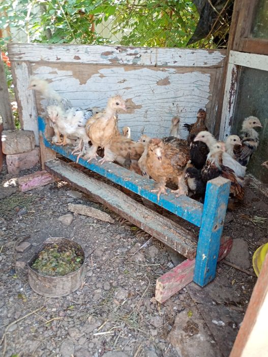 Балапандар Цыплята