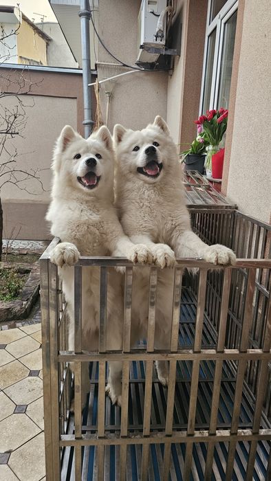 Срочно Продам пара Самоеда. Готовый бизнес. Медленный доход