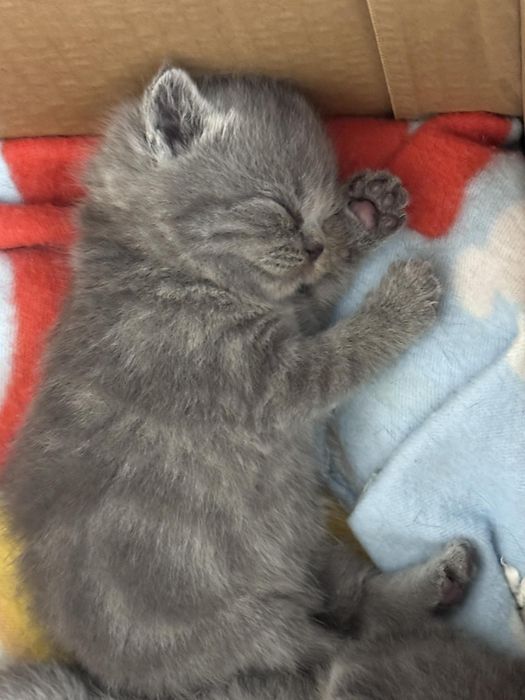 Британски котенца