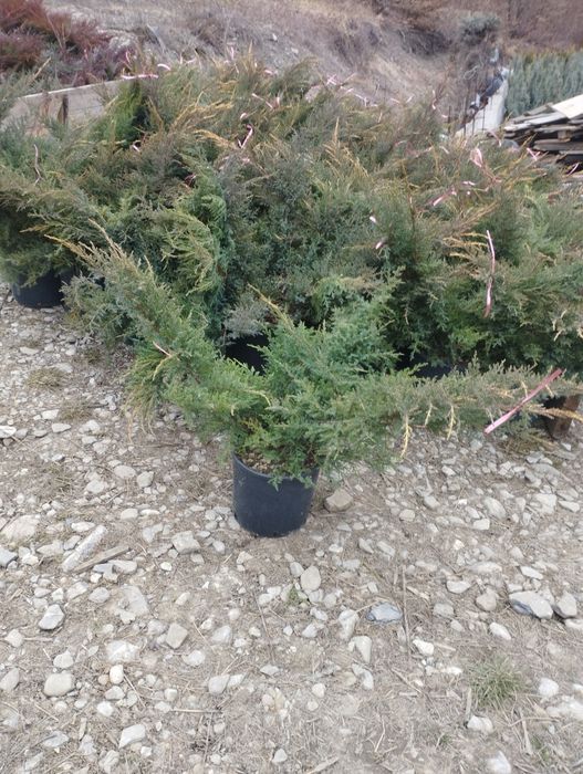 Arțar,stejar roșu,fag european