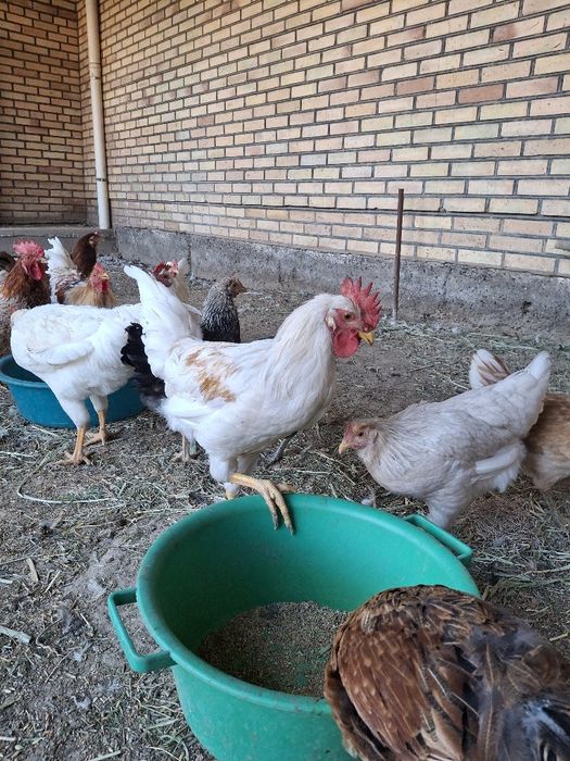 Жас қораздар сатылады