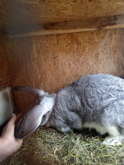 Великан кояндар сатылады