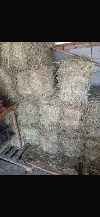 Шөп сатылады қамыс шөп аралас