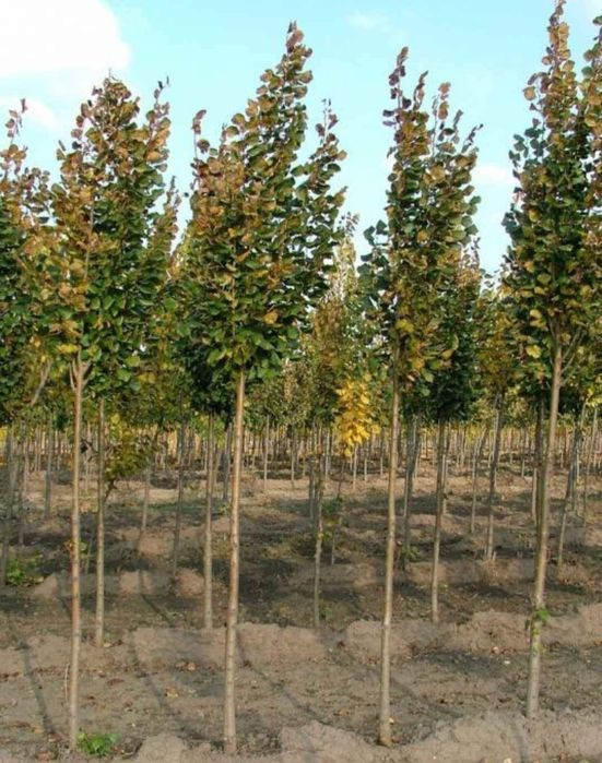 Vând plant oriunde în Țara.
