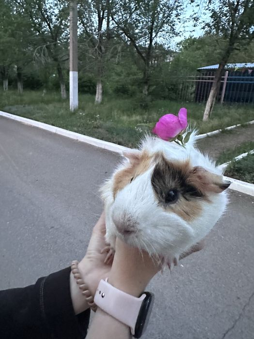 Продам морскую свинку