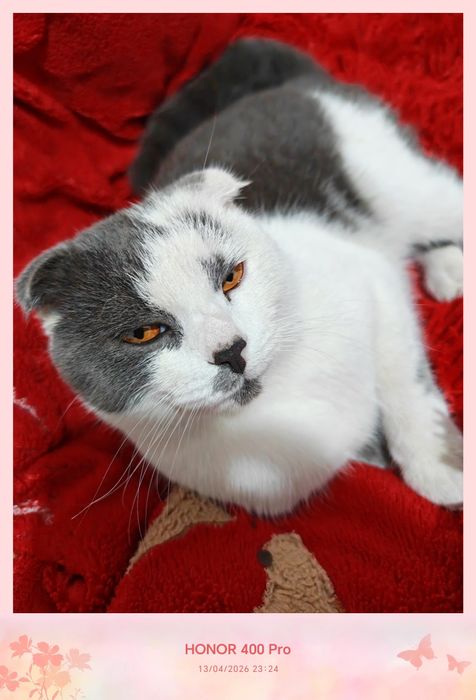 Yana bir mushukchamiz sotuvda