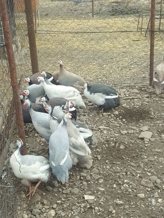 Bibilici femele și masculi de vânzare