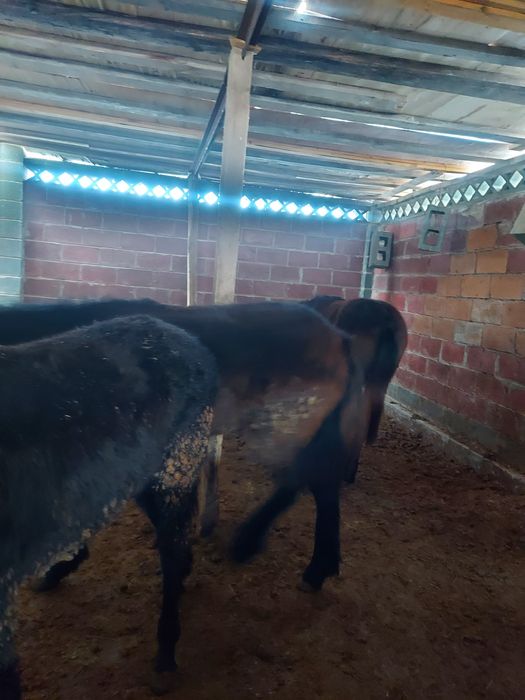 Жабағы, тай еркек ұрғашы