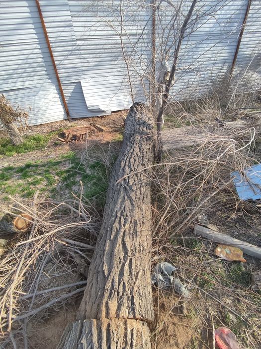 Продам стволы карагача.