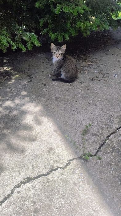 Donez pisicuțe pentru iubitorii de animale
