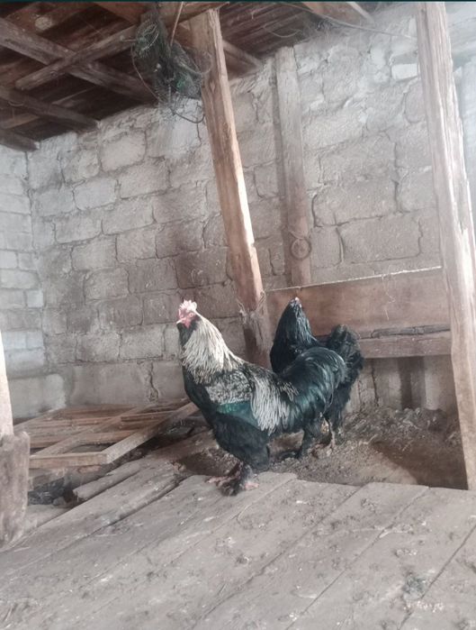 Әтеш петухи брама