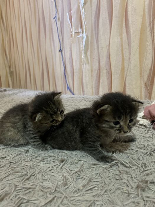 Котенок девочка, послушная ласковая