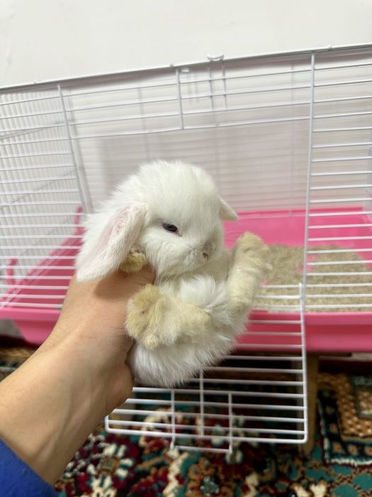 “Toza naslli Karlik Baran quyonlari – maxsus bonuslar bilan!”