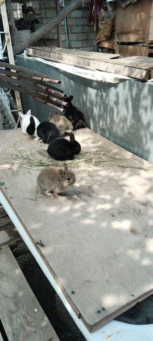 Karlik quyon sotiladi