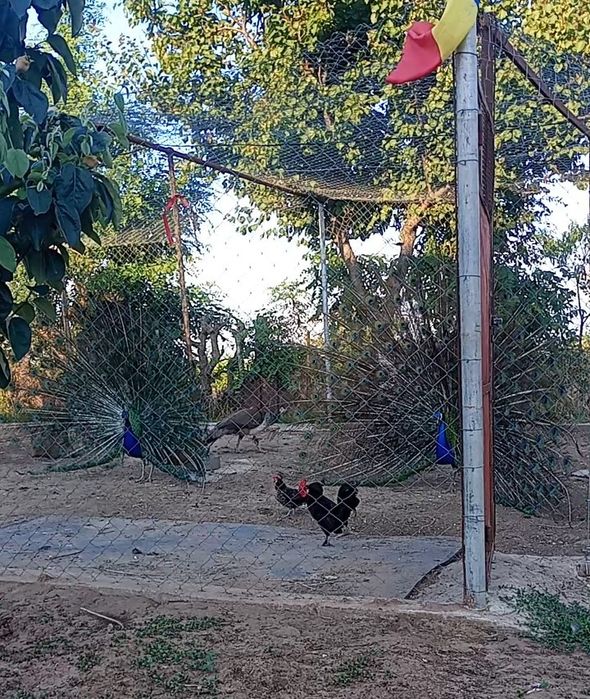 Păuni de vânzare