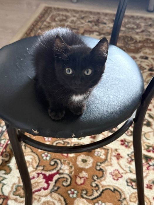 Отдам котят в хорошие руки