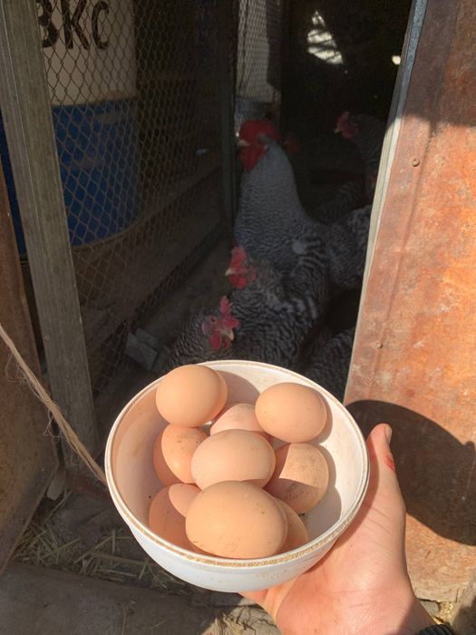 Венгрия товук тухумлари сотлади