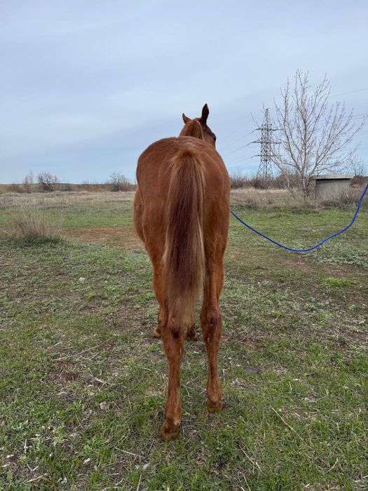Лошадь английской породы