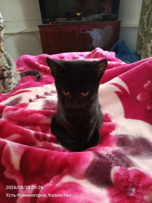 Отдам котят в добрые руки