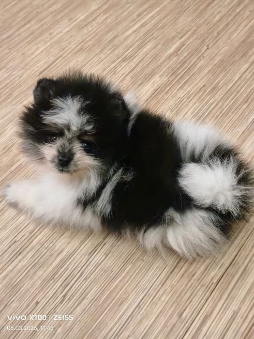 Очаровательный щенок шпица.