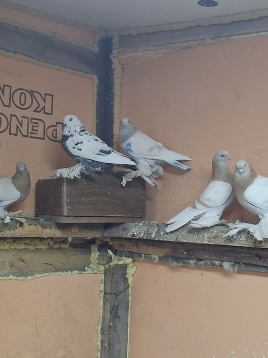 Продам голубей игра гребля тяга