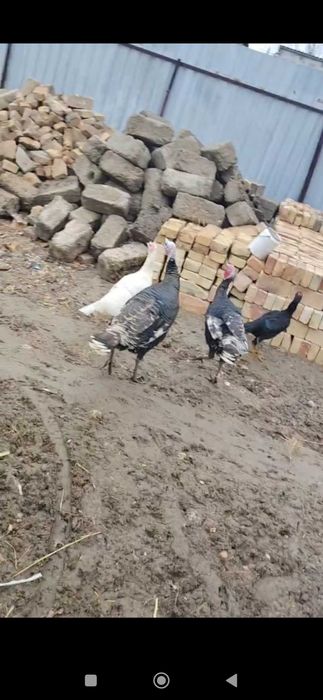 Tovuq Kurkalar sotiladi